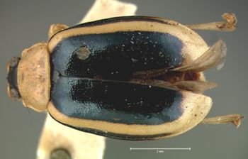 Media type: image;   Entomology 18774 Aspect: habitus dorsal view